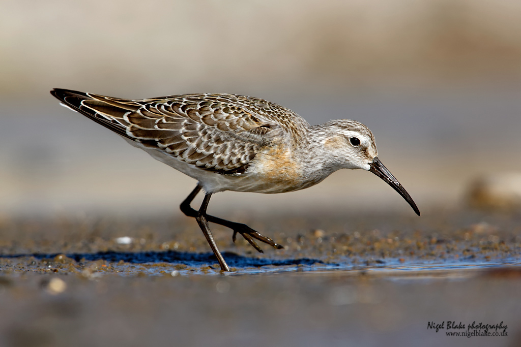 Curlew Sandpiper