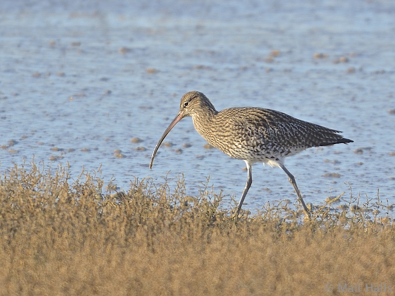 Curlew