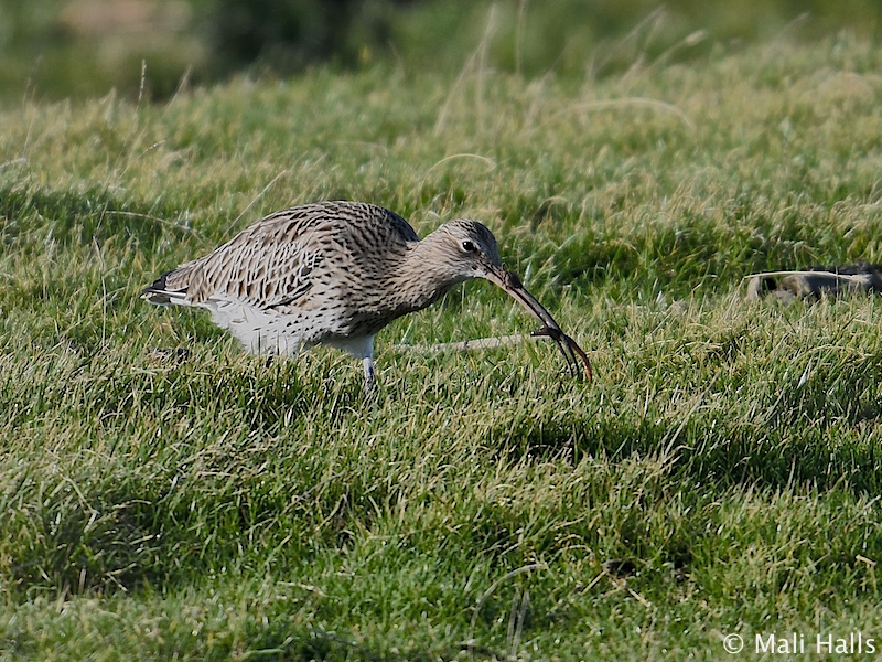 Curlew