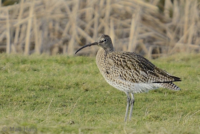 Curlew