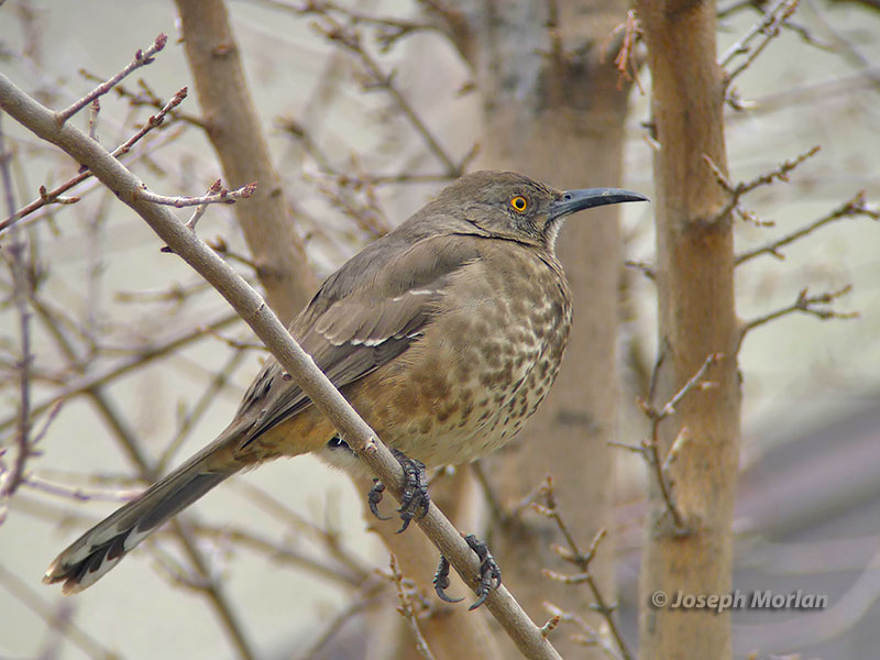 Curve-billed Thrasher