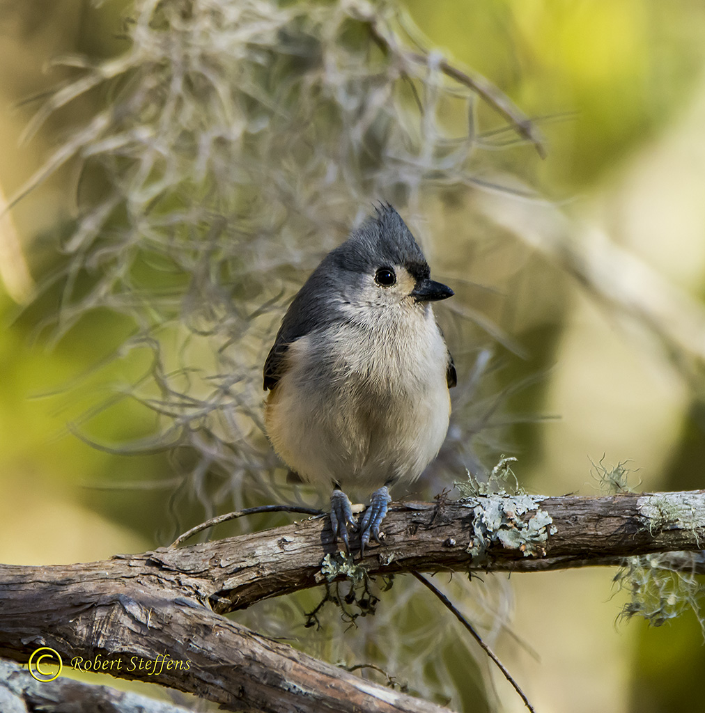 Cuter Than The Average Bird!