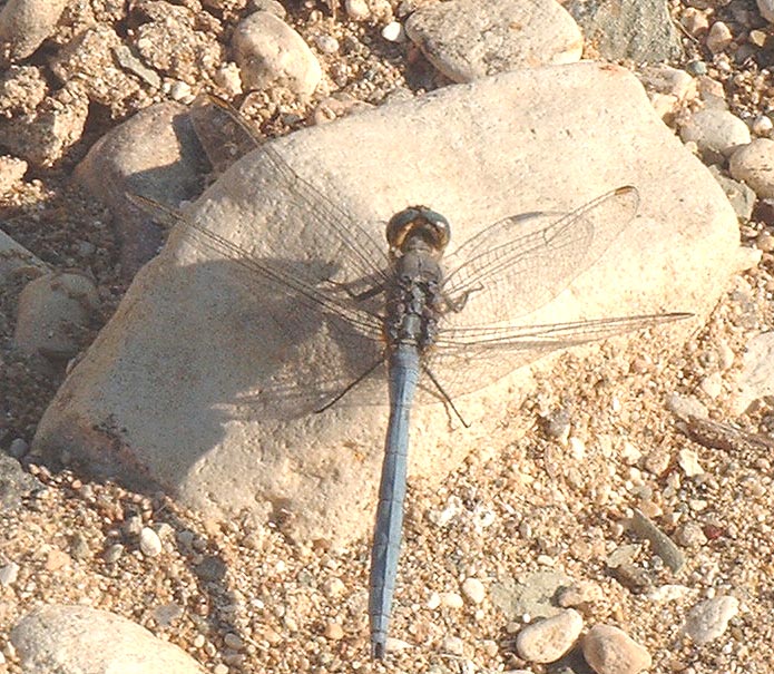 Cyprus dragonfly