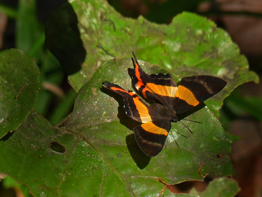 Daggerwing sp.