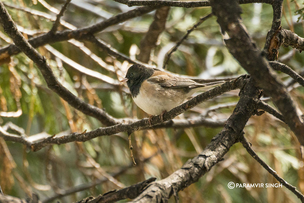 Dark Eyed Junco