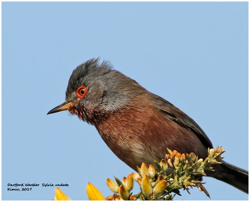 Dartford Warbler