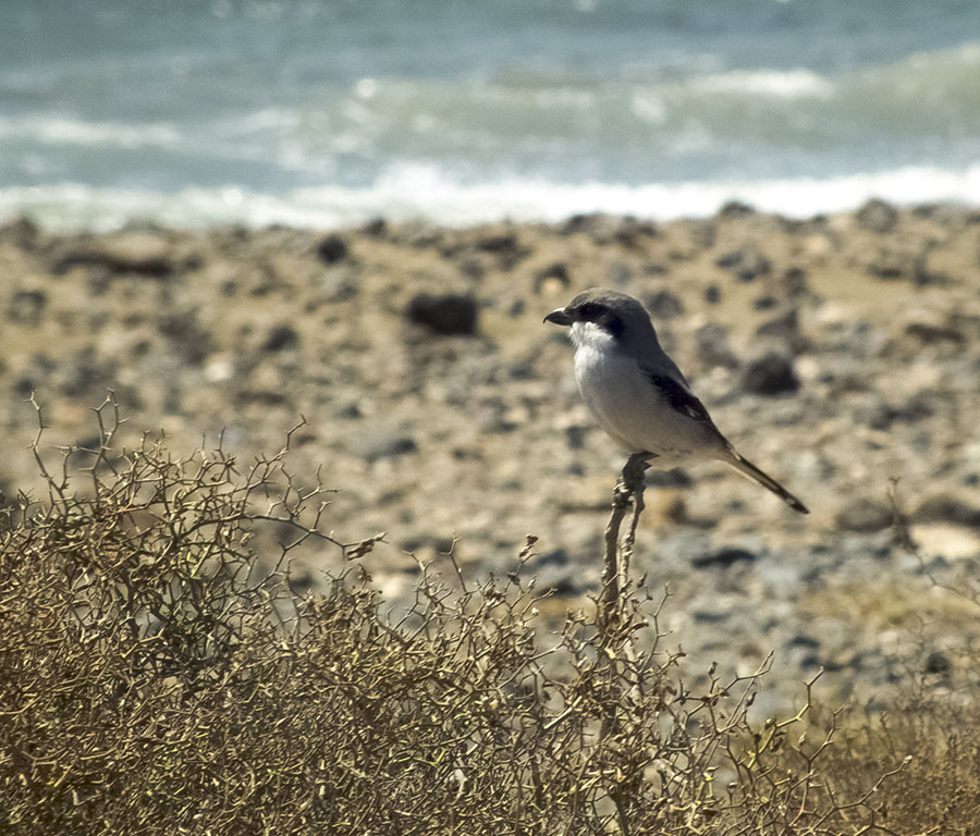 Desert Grey Shrike