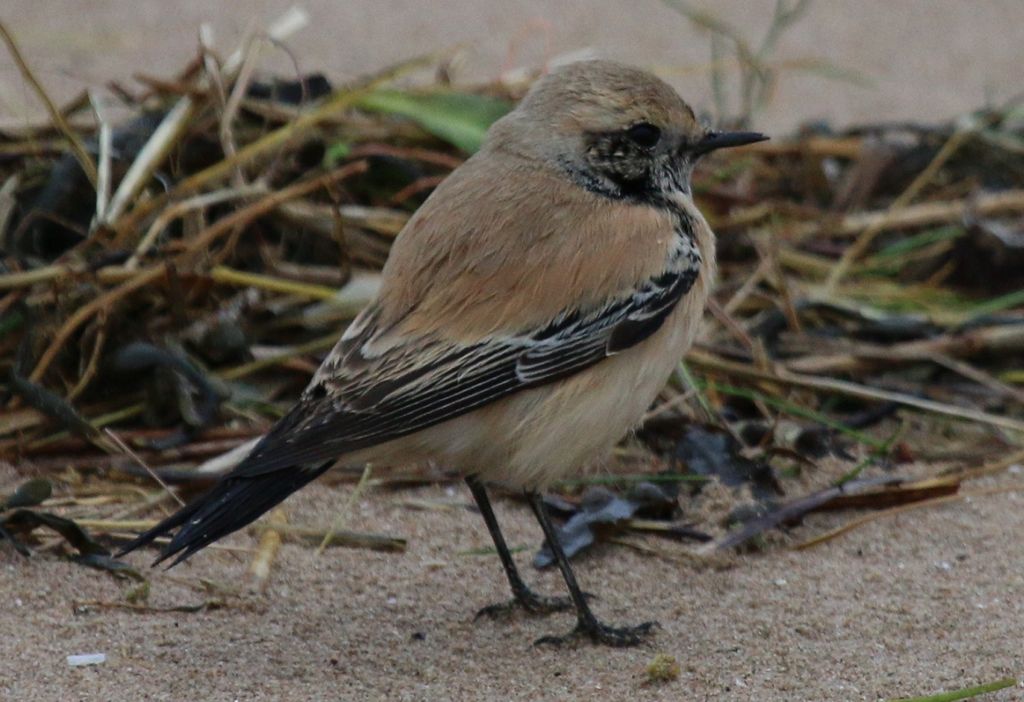 Desert Wheatear (M)