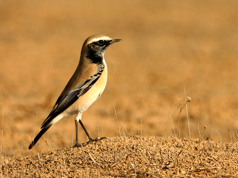 Desert wheatear