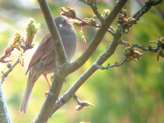 Digiscoped Dunnock