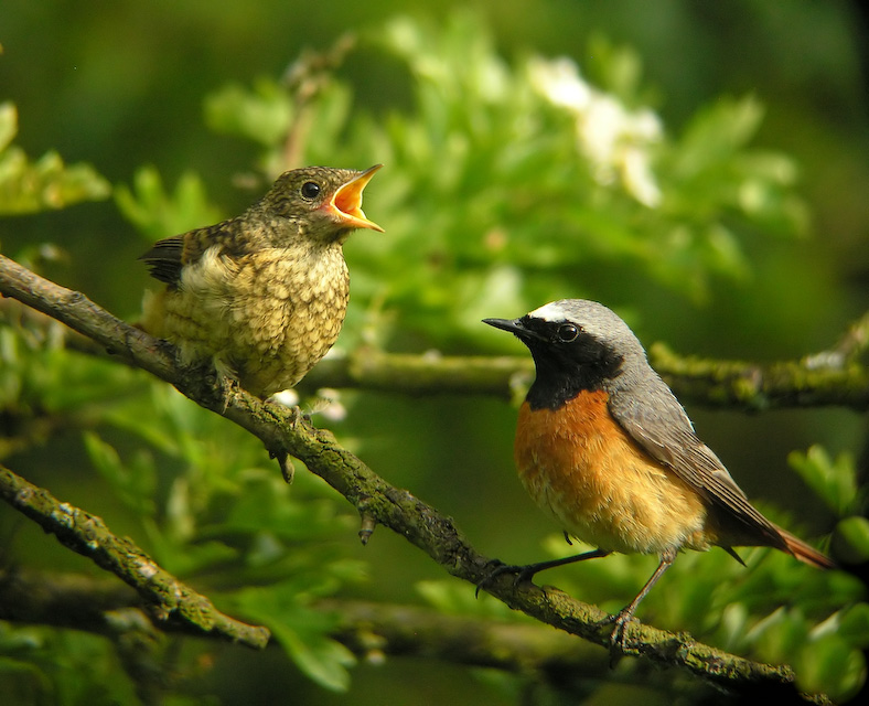 Digiscoped......Redstart &amp; Chick