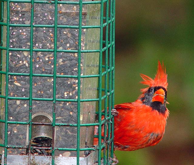 Disheveled Northern Cardinal