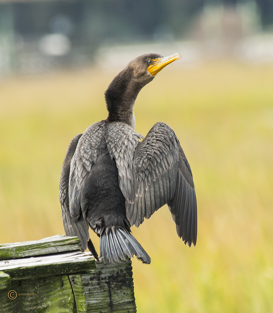 Double-crested Cormorant