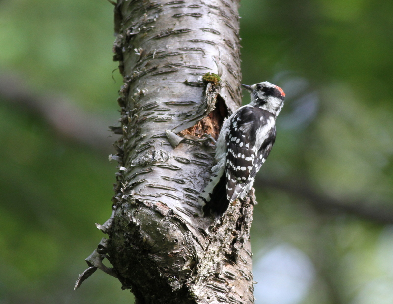 Downy Woodpecker