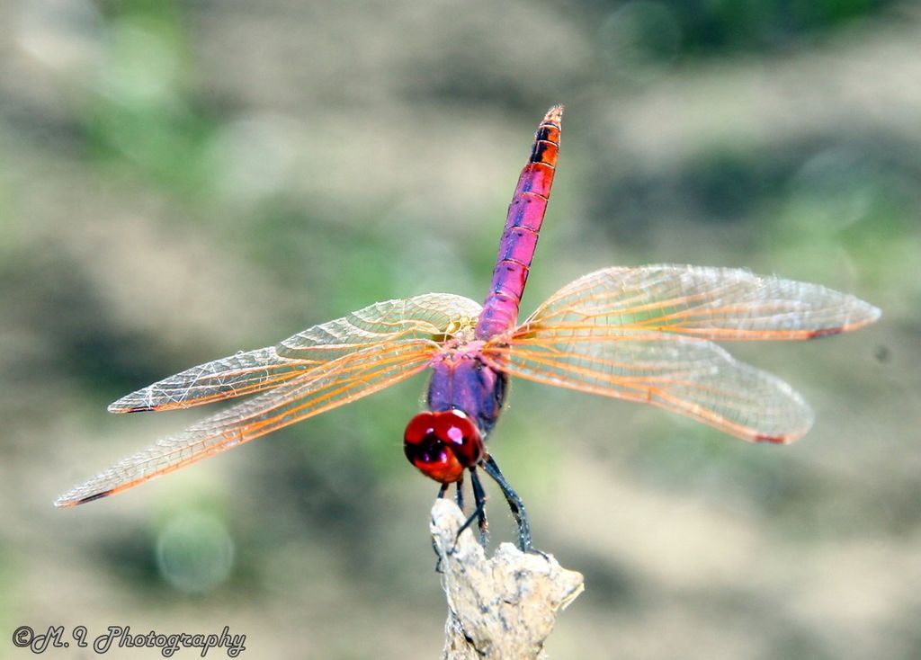 Dragonflies Odonata