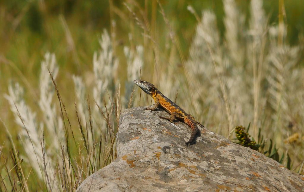 Drakensberg girldled lizard