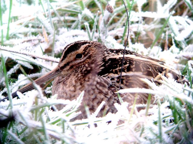 Dreaming of a Snipe Christmas