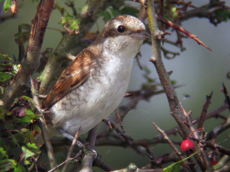 Dungeness Shrike 1