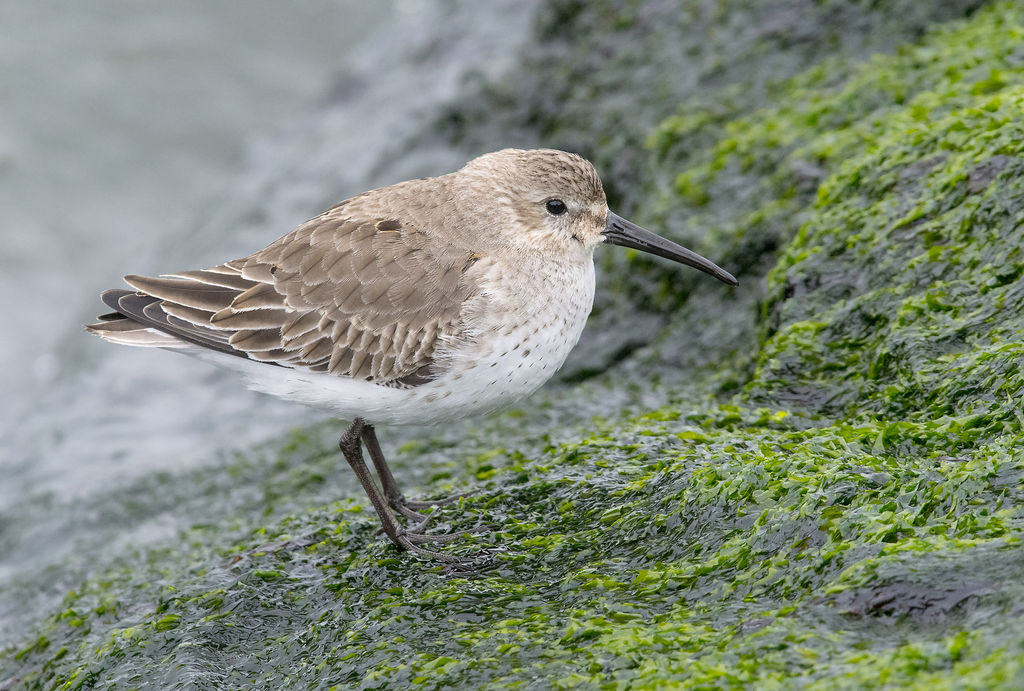 Dunlin