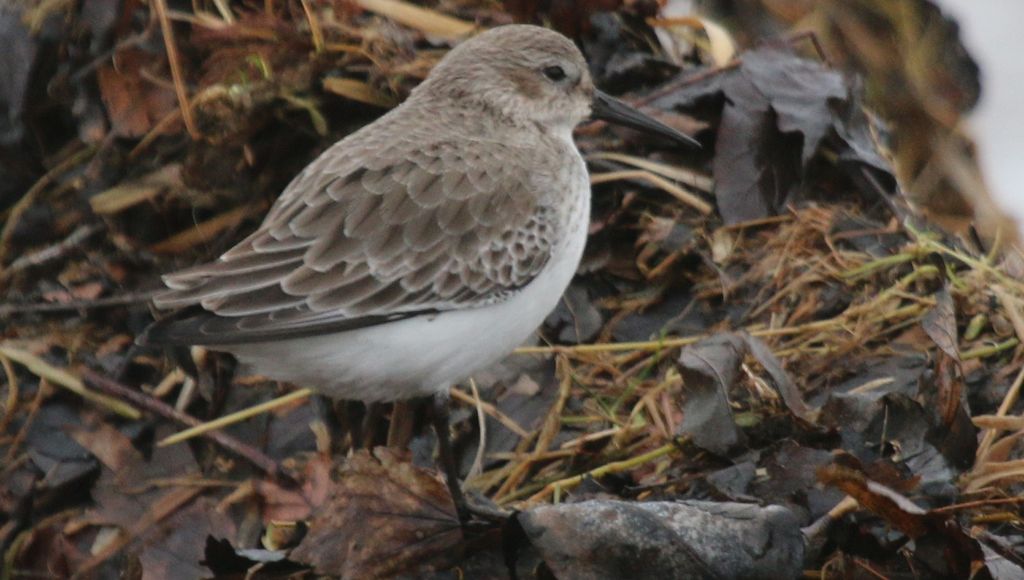 Dunlin