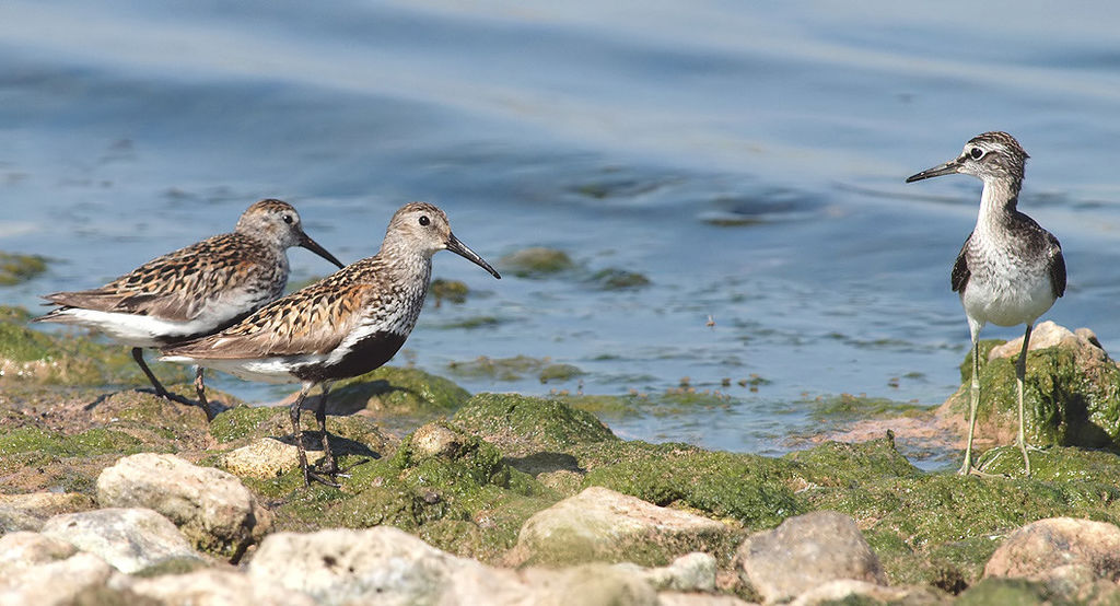 Dunlins &amp; Wood Sandpiper