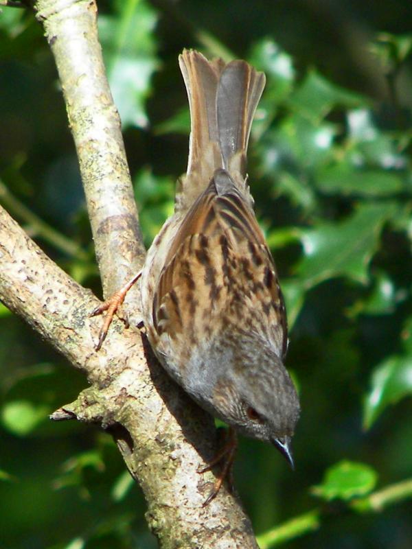 Dunnock