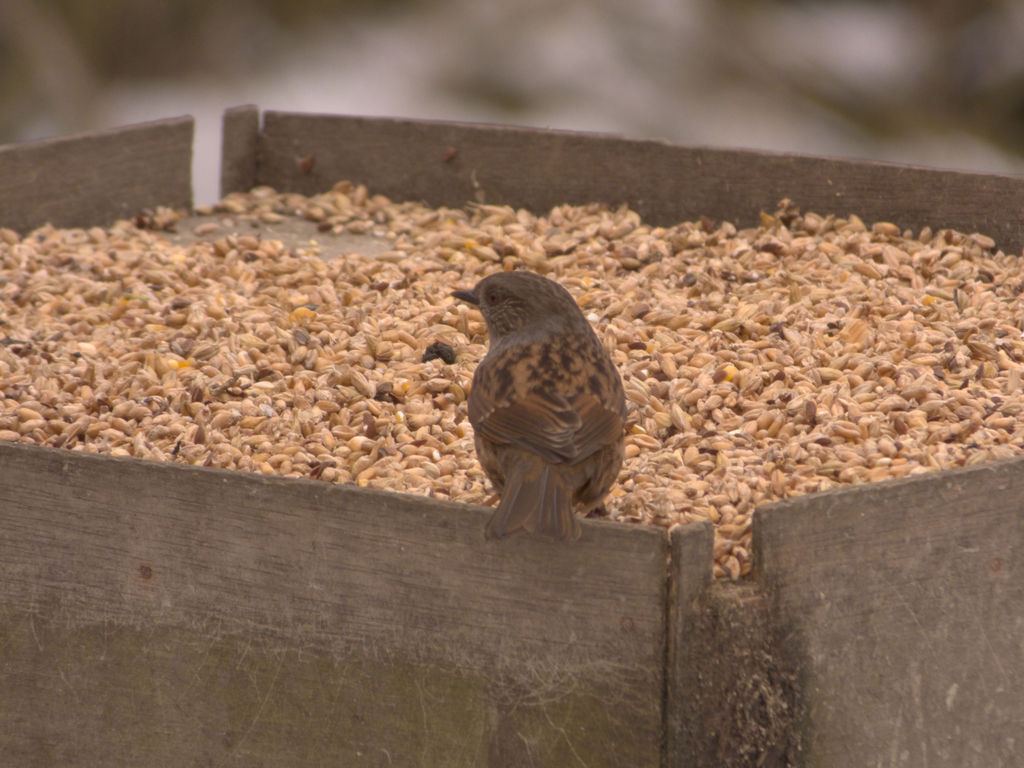 Dunnock