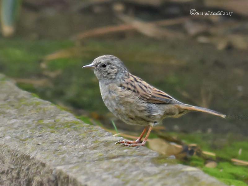 Dunnock