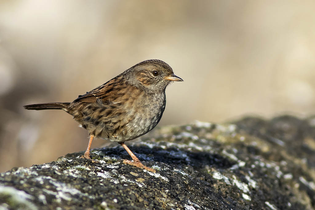 Dunnock