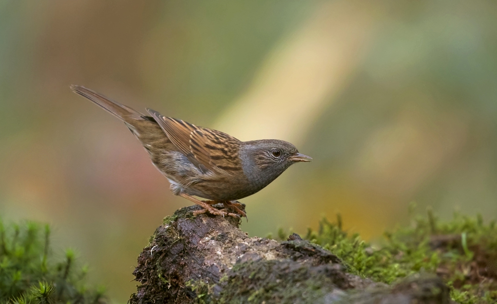 Dunnock