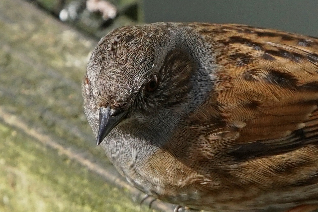 Dunnock