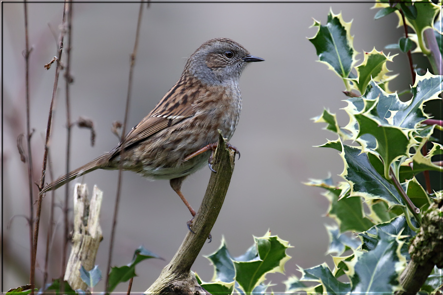 Dunnock