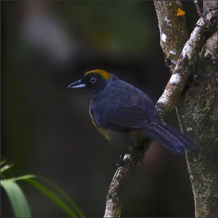 Dusky-faced Tanager