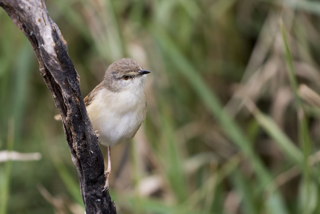 Dusky Flycatcher