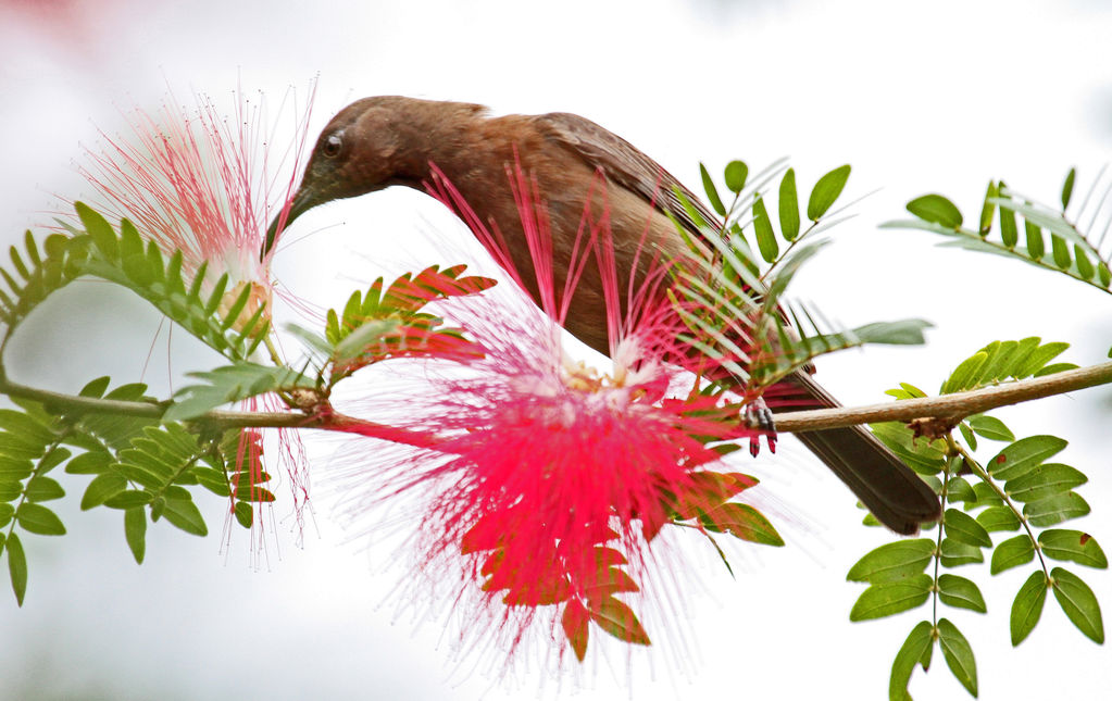 Dusky Honeyeater