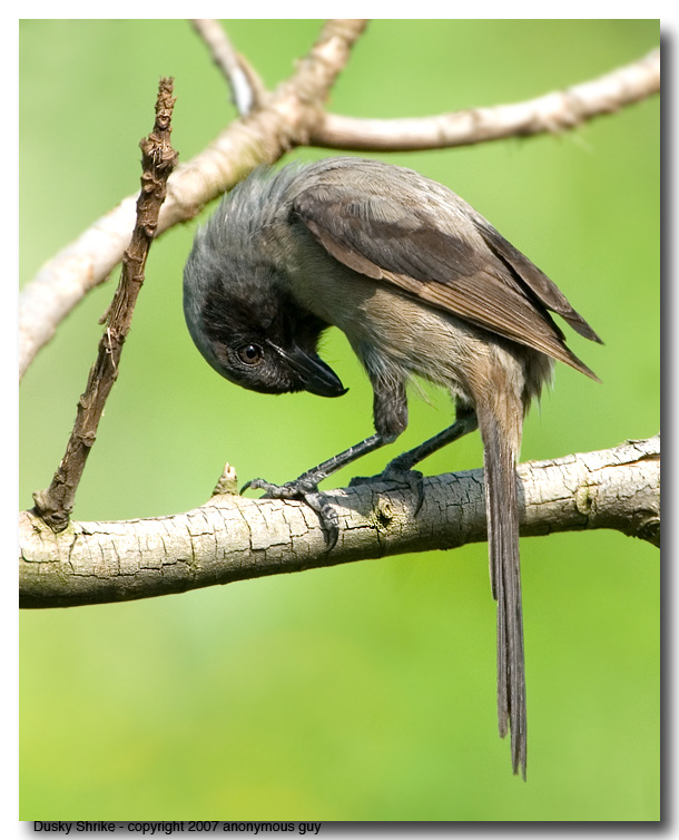 Dusky Shrike (Lamma Island)