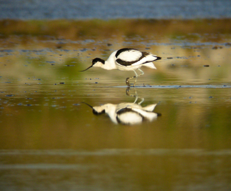 Early Morning Avocet