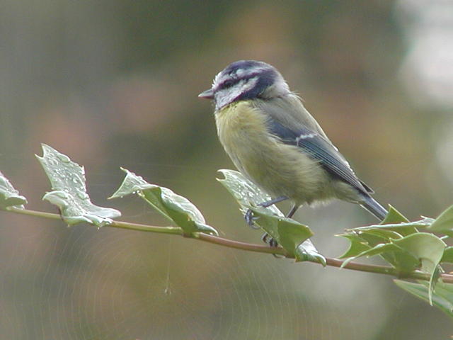 Early Morning Blue Tit