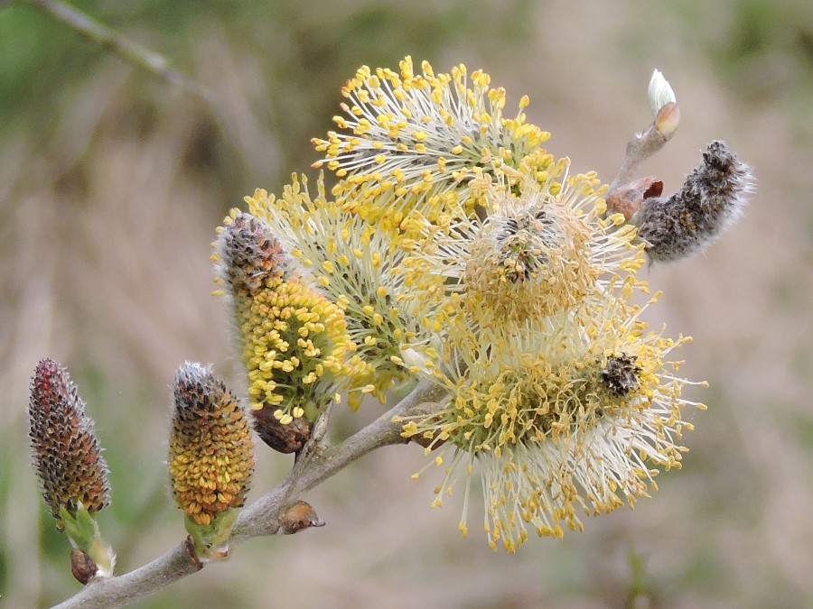 Easter/Spring Willow