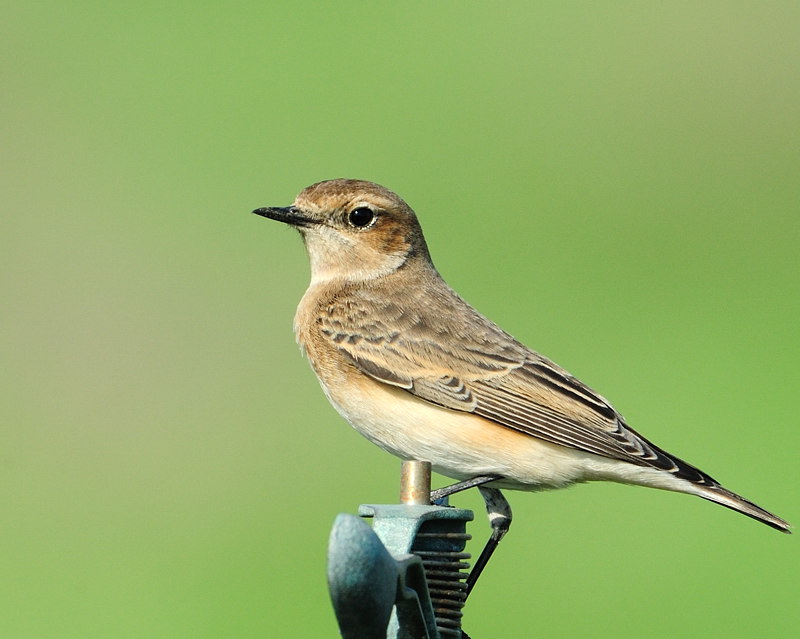 Eastern Black-eared Wheatear