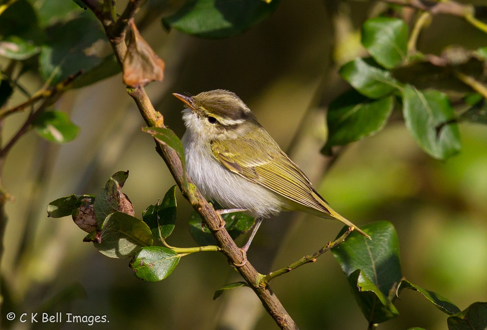 Eastern Crowned Warbler