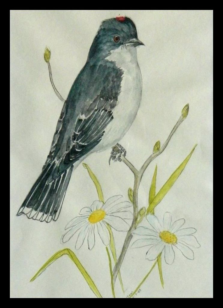 Eastern Kingbird - watercolor, 7x5, may 7, 1983