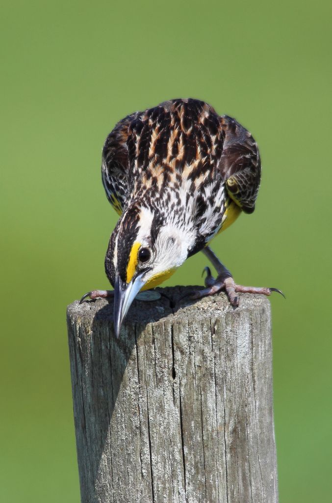 Eastern Meadowlark