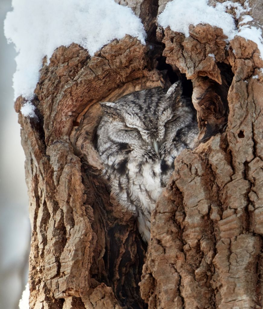 Eastern screech owl