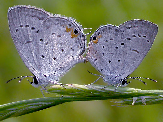 Eastern Tailed Blues