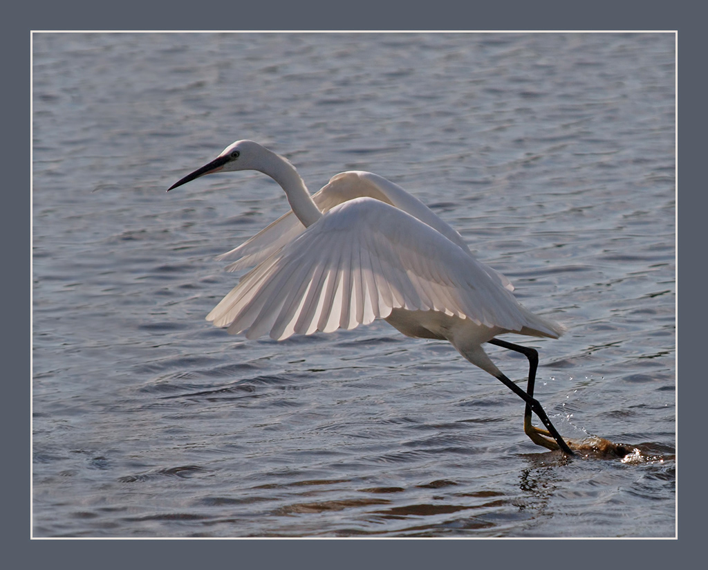 Egret in a Hurry