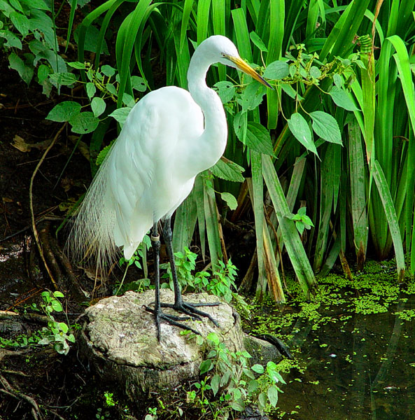 Egret