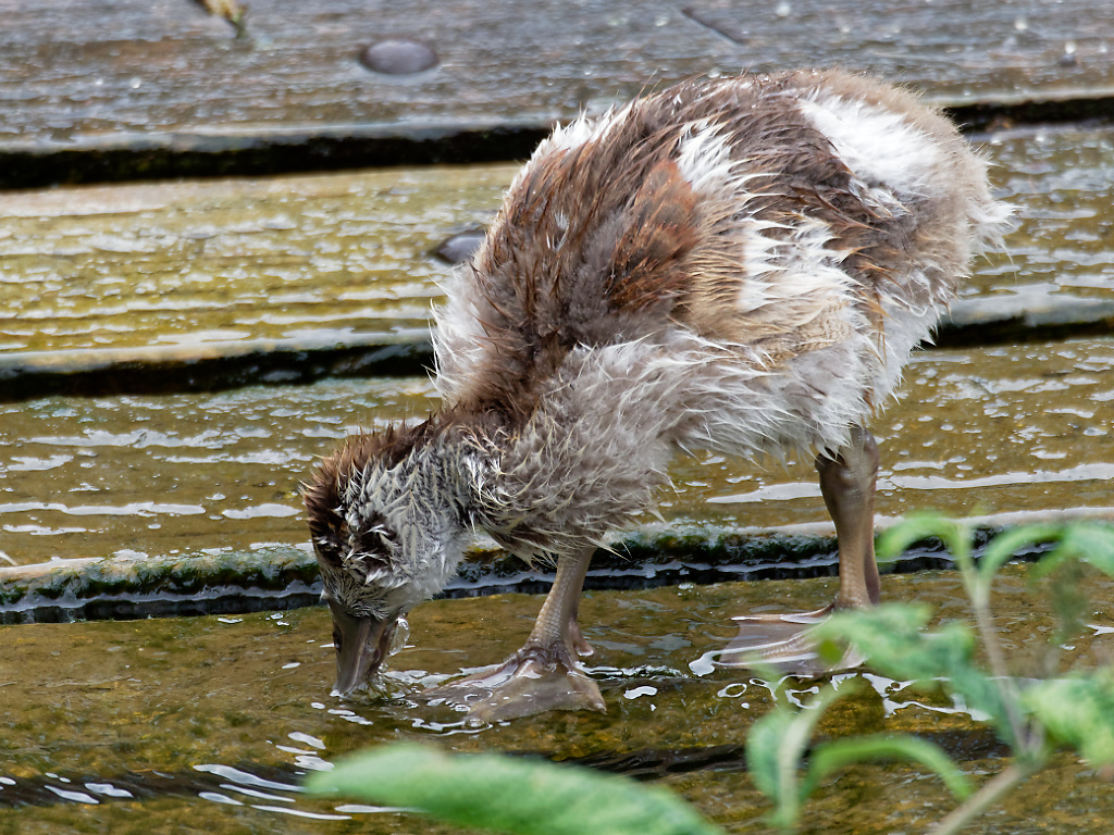 Egyptian Googe gosling foraging