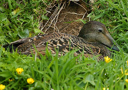 Eider on nest