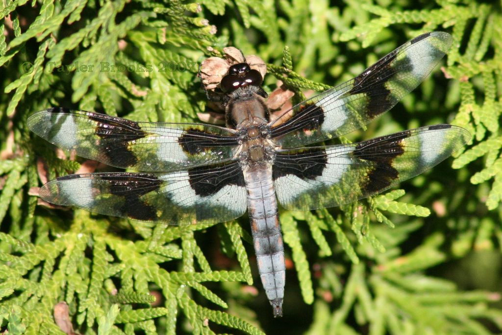 Eight-spotted Skimmer